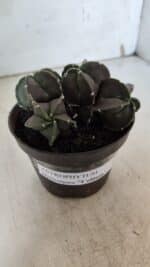 ASTROPHYTUM MYRIOSTIGMA "COLÔNIA"  Nº 936 – vaso 11 - Imagem 6