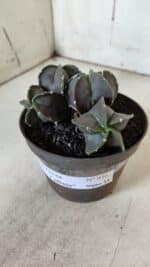 ASTROPHYTUM MYRIOSTIGMA "COLÔNIA"  Nº 936 – vaso 11 - Imagem 8