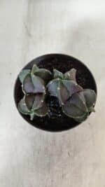 ASTROPHYTUM MYRIOSTIGMA "COLÔNIA"  Nº 936 – vaso 11 - Imagem 3