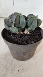 ASTROPHYTUM MYRIOSTIGMA "COLÔNIA"  Nº 936 – vaso 11 - Imagem 7