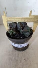 ASTROPHYTUM MYRIOSTIGMA "COLÔNIA"  Nº 936 – vaso 11 - Imagem 4