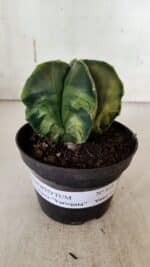 ASTROPHYTUM MYRIOSTIGMA "Variegata" Nº 938 – vaso 11 - Imagem 2