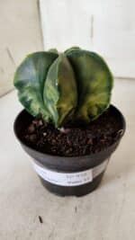 ASTROPHYTUM MYRIOSTIGMA "Variegata" Nº 938 – vaso 11