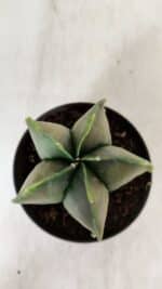 ASTROPHYTUM MYRIOSTIGMA "Variegata" Nº 938 – vaso 11 - Imagem 3