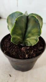 ASTROPHYTUM MYRIOSTIGMA "Variegata" Nº 938 – vaso 11 - Imagem 8