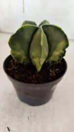 ASTROPHYTUM MYRIOSTIGMA "Variegata" Nº 938 – vaso 11 - Imagem 7