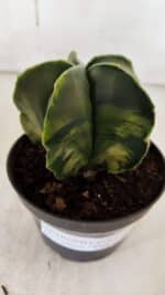 ASTROPHYTUM MYRIOSTIGMA "Variegata" Nº 938 – vaso 11 - Imagem 6