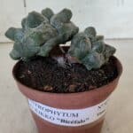 ASTROPHYTUM cv KIKKO "Bicéfalo"  Nº 927 – vaso 11