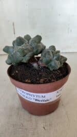 ASTROPHYTUM cv KIKKO "Bicéfalo"  Nº 927 – vaso 11