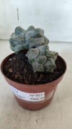 ASTROPHYTUM cv KIKKO "Bicéfalo"  Nº 927 – vaso 11 - Imagem 8