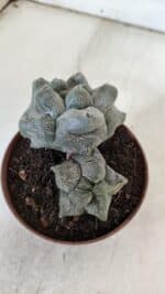 ASTROPHYTUM cv KIKKO "Bicéfalo"  Nº 927 – vaso 11 - Imagem 3