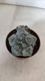 ASTROPHYTUM cv KIKKO "Bicéfalo"  Nº 927 – vaso 11 - Imagem 6