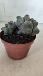 ASTROPHYTUM cv KIKKO "Bicéfalo"  Nº 927 – vaso 11 - Imagem 7