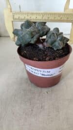 ASTROPHYTUM cv KIKKO "Bicéfalo"  Nº 927 – vaso 11 - Imagem 4