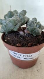 ASTROPHYTUM cv KIKKO "Bicéfalo"  Nº 927 – vaso 11 - Imagem 5