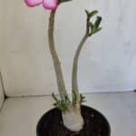 Planta ARABICUM 141 – 30cm – 02 anos