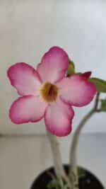 Planta ARABICUM 141 – 30cm – 02 anos - Imagem 3