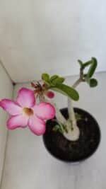 Planta ARABICUM 141 – 30cm – 02 anos - Imagem 4