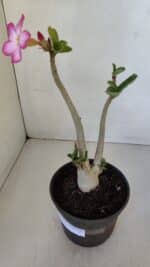 Planta ARABICUM 141 – 30cm – 02 anos - Imagem 7