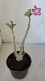 Planta ARABICUM 141 – 30cm – 02 anos - Imagem 6