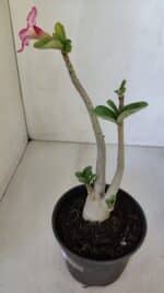 Planta ARABICUM 141 – 30cm – 02 anos - Imagem 5