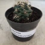 Cactos CORYPHANTHA  Nº 01 – vaso 09