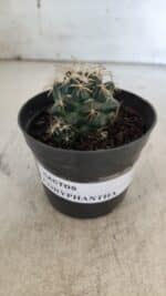 Cactos CORYPHANTHA  Nº 01 – vaso 09