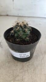 Cactos CORYPHANTHA  Nº 01 – vaso 09 - Imagem 8