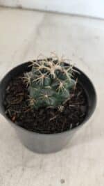 Cactos CORYPHANTHA  Nº 01 – vaso 09 - Imagem 7
