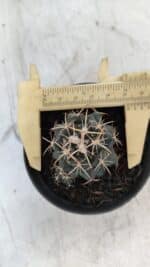 Cactos CORYPHANTHA  Nº 01 – vaso 09 - Imagem 5