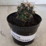 Cactos CORYPHANTHA  Nº 02 – vaso 09