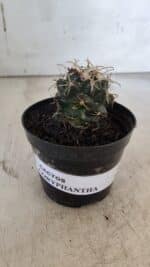 Cactos CORYPHANTHA  Nº 02 – vaso 09