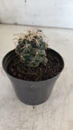 Cactos CORYPHANTHA  Nº 02 – vaso 09 - Imagem 8