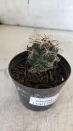 Cactos CORYPHANTHA  Nº 02 – vaso 09 - Imagem 7