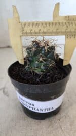 Cactos CORYPHANTHA  Nº 02 – vaso 09 - Imagem 6