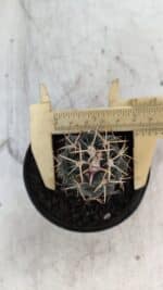 Cactos CORYPHANTHA  Nº 02 – vaso 09 - Imagem 5