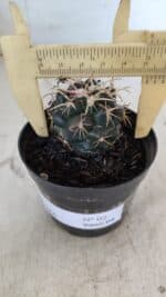 Cactos CORYPHANTHA  Nº 02 – vaso 09 - Imagem 4