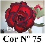 ENXERTO 11961 – 20cm (cor LM 75)