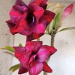 Planta Dobrada 3170 – 35cm – 03 anos