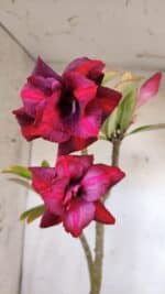 Planta Dobrada 3170 – 35cm – 03 anos