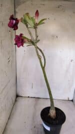 Planta Dobrada 3170 – 35cm – 03 anos - Imagem 3