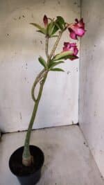 Planta Dobrada 3170 – 35cm – 03 anos - Imagem 6