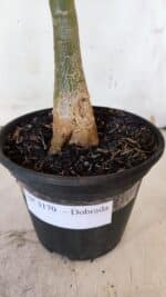 Planta Dobrada 3170 – 35cm – 03 anos - Imagem 5