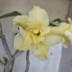 Planta Dobrada 3171 – 55cm – 03 anos