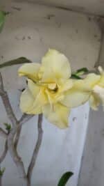 Planta Dobrada 3171 – 55cm – 03 anos