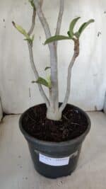 Planta Dobrada 3171 – 55cm – 03 anos - Imagem 10