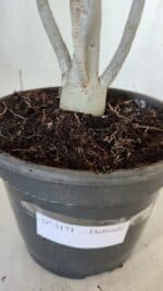 Planta Dobrada 3171 – 55cm – 03 anos - Imagem 9