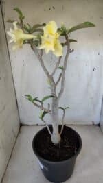 Planta Dobrada 3171 – 55cm – 03 anos - Imagem 8