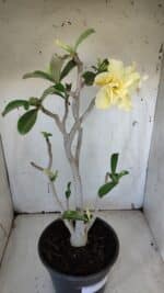 Planta Dobrada 3171 – 55cm – 03 anos - Imagem 5