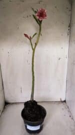 Planta Dobrada 3172 – 35cm – 03 anos - Imagem 2